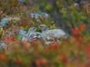 3-1 Kiiruna_Rock Ptarmigan * 800 x 600 * (511KB)